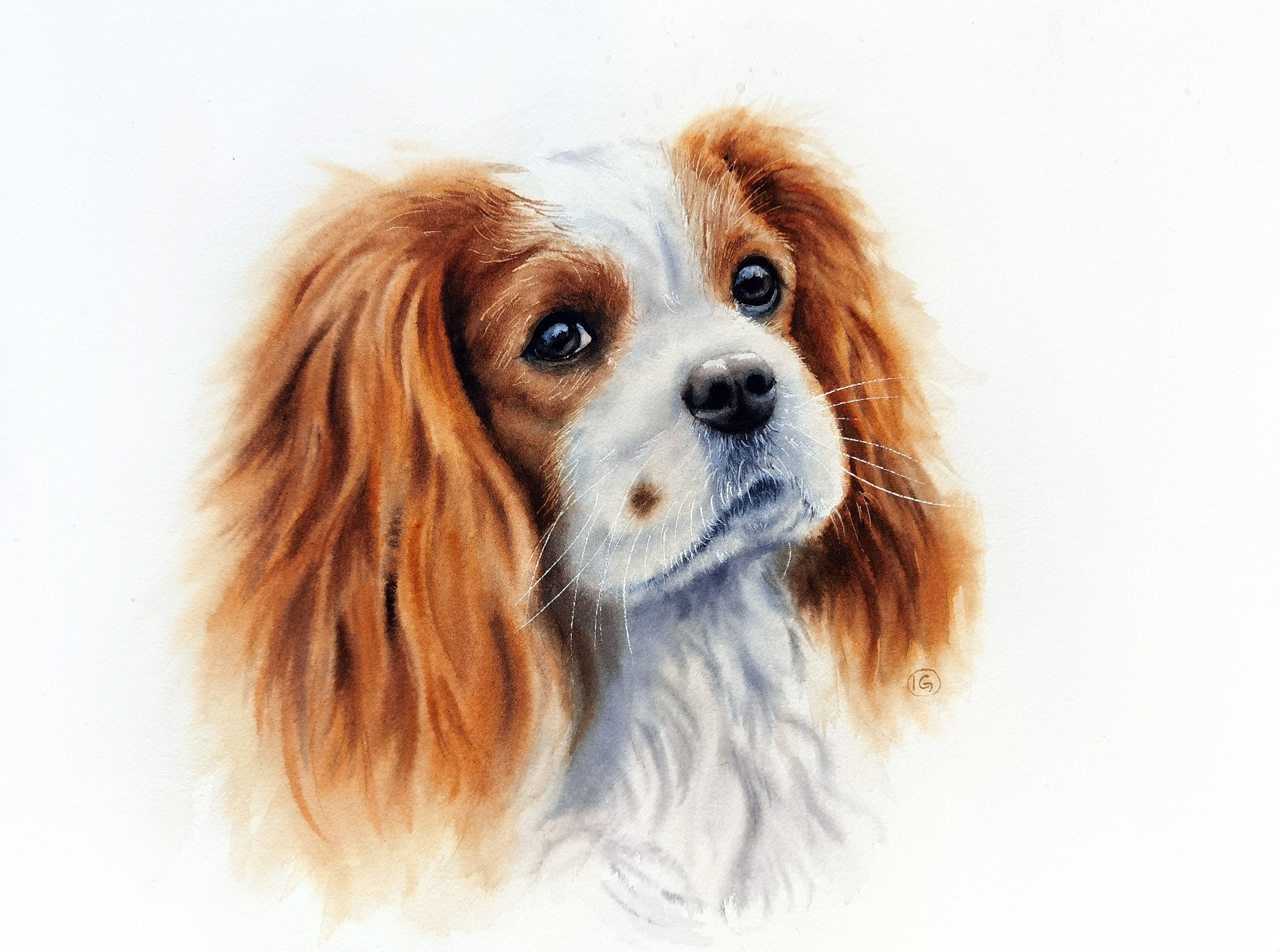 cavalier cavalier